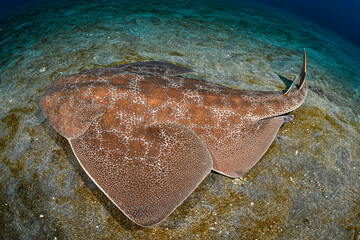 Japanese Angelshark Swimming Underwater in Chiba, Japan