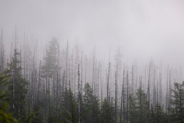 dead dry forest in dense fog