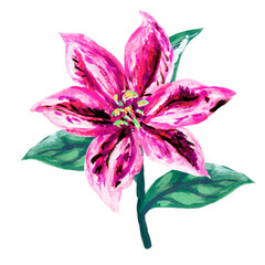 Spring time Flower blossom blooming field meadow wildflower garden elements