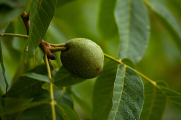 Greek Nuts Still Have Not Ripened On The Tree. Green walnuts growing on a tree, close up. After the rain.