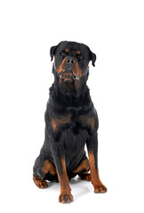 Obraz premium rottweiler in studio