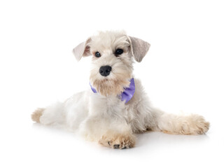 miniature schnauzer in studio