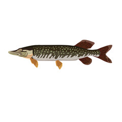 pike, brown river fish, predator, cartoon illustration, isolated object on a white background, vector,