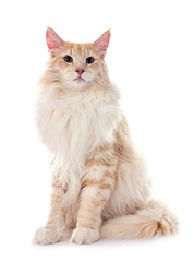 Norwegian Forest cat