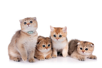 scottish fold kitten in studio © cynoclub