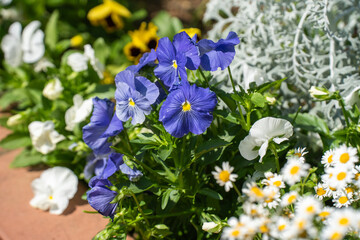 夏の花壇に咲く、紫のペチュニア