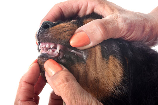 puppy rottweiler in studio