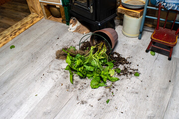 House plant lands in the floor