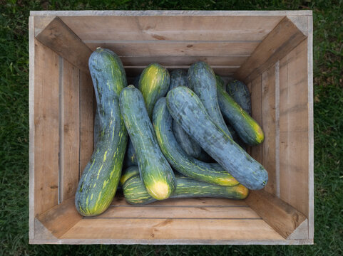 Pumpkins of the Piena Lunga di Napoli variety in a wooden vegetable box.