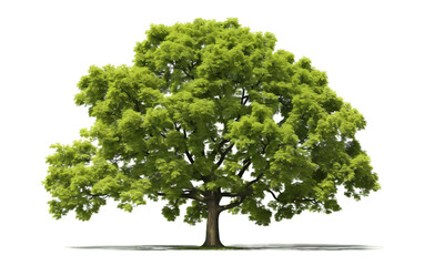 Glorious Alder Tree Isolated on Transparent PNG Background, rendering. Generative AI