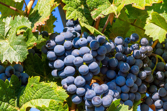 Nahaufnahme von reifen blauen Weintrauben