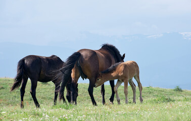 Obraz premium A small foal and a group of horses graze on a picturesque green meadow on a sunny summer day among the mountain peaks.