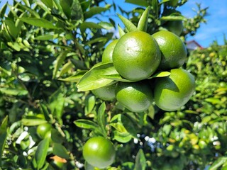 unripe green tangerine, green tangerine, tangerine