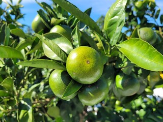 unripe green tangerine, green tangerine, tangerine