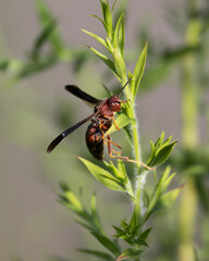 Incredible close up view of a wasp!