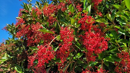 Viburnum odoratissimum var, Fruit, red fruit
