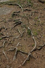 Tree roots on surface of ground in summer.