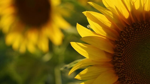 Beautiful sunflower flower heads blooming in cultivated field in summer
