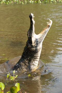 Black kajman Melanosuchus niger south america