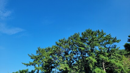 the blue sky, a white cloud, Scenery