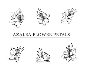 vector sketch illustration of azalea flower petals.