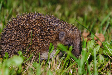 A hedgehog hide in the garden.Hedgehog looking for food.Wildlife in Europe.West european hedgehog,rinaceus europaeus,on a green meadow.Summer night.Closeup.