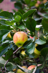 Fresh, homegrown and organic apples ready for harvest in garden, autumn harvest season