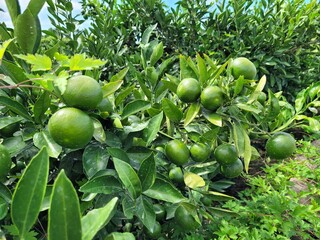 unripe green tangerine, green tangerine, tangerine