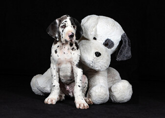 Deutsche Dogge, Welpe mit großem Plüschtier vor schwarzem Hintergrund