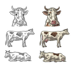 Cow. Side and front view. Vintage vector engraving