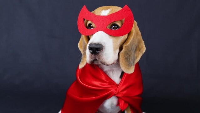 Beagle dog in a superhero costume: in a red mask and cape for a carnival party or Halloween on a black isolated background.