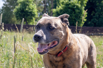Staffordshire Terrier in the field, closeup portrait