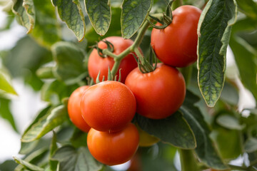 Beautiful red ripe tomatoes. Bush tomatoes of a new crop grown in a greenhouse. Close-up.
