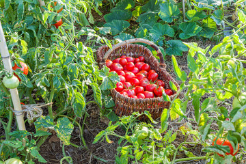 Récolte de tomate dans un panier, permaculture