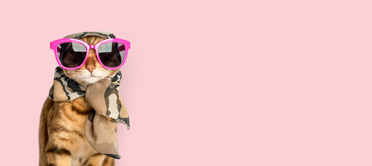 A fashionable cat in funny glasses and a scarf sits on a white background. - obrazy, fototapety, plakaty