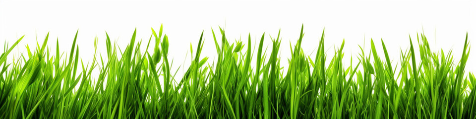 Fototapeta na wymiar Green grass isolated on white background, field, grassland, nature background, solid fresh grass grows