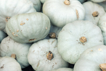 Close-up detail pile of many ripe grey green jarrahdale pumpkins background at pumpkin farm yard. Halloween thanksgiving celebration symbol plant. Country rustic squash autumn background