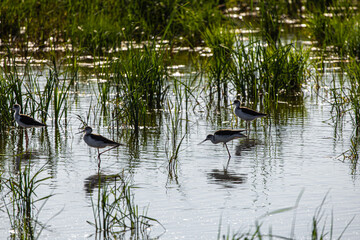 Avocets in delta of the river Ebro, the delta region of the Ebro River in the southwest of the Province of Tarragona in the region of Catalonia in Spain