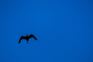 View of delta Ebro, the delta region of the Ebro River in the southwest of the Province of Tarragona in the region of Catalonia in Spain