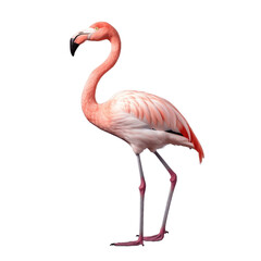Elegant Flamingo on Isolated background. Generative AI