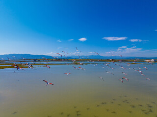 Flock of flamingos above the river Ebro, the delta region of the Ebro River in the southwest of the...