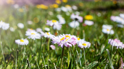 Small daisy flowers among green grass closeup