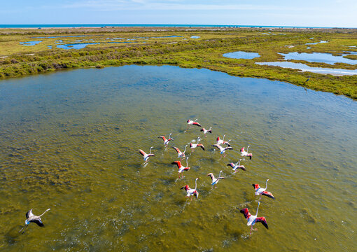 Flock of flamingos above the river Ebro, the delta region of the Ebro River in the southwest of the Province of Tarragona in the region of Catalonia in Spain