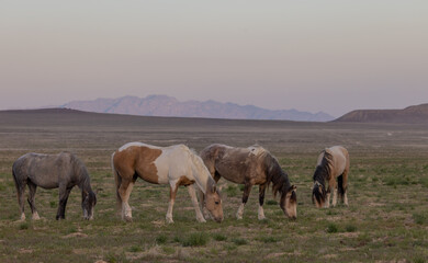 Wild Horses in the Utah Desert in Spring