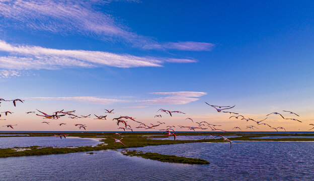 Flock of flamingos above the river Ebro, the delta region of the Ebro River in the southwest of the Province of Tarragona in the region of Catalonia in Spain