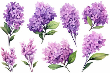 Watercolor image of a set of lilac flowers on a white background