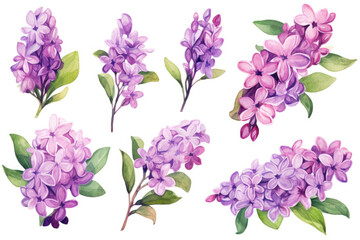 Watercolor image of a set of lilac flowers on a white background