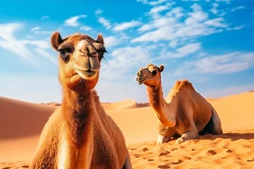 Fototapeten Two camels sitting with background of cloudy sky and orange sand in the desert © Fabio
