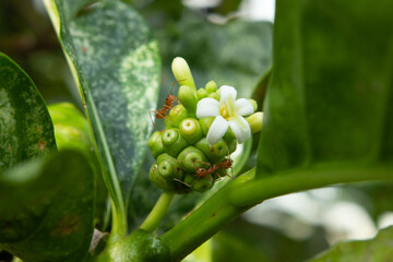 Noni fruits with green leafs in the tree. Morinda citrifolia also called Indian Mulberry has a very...