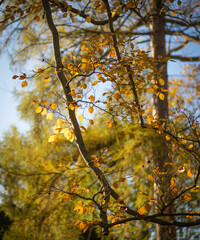 Naklejka na ściany i meble Beech tree in autumn